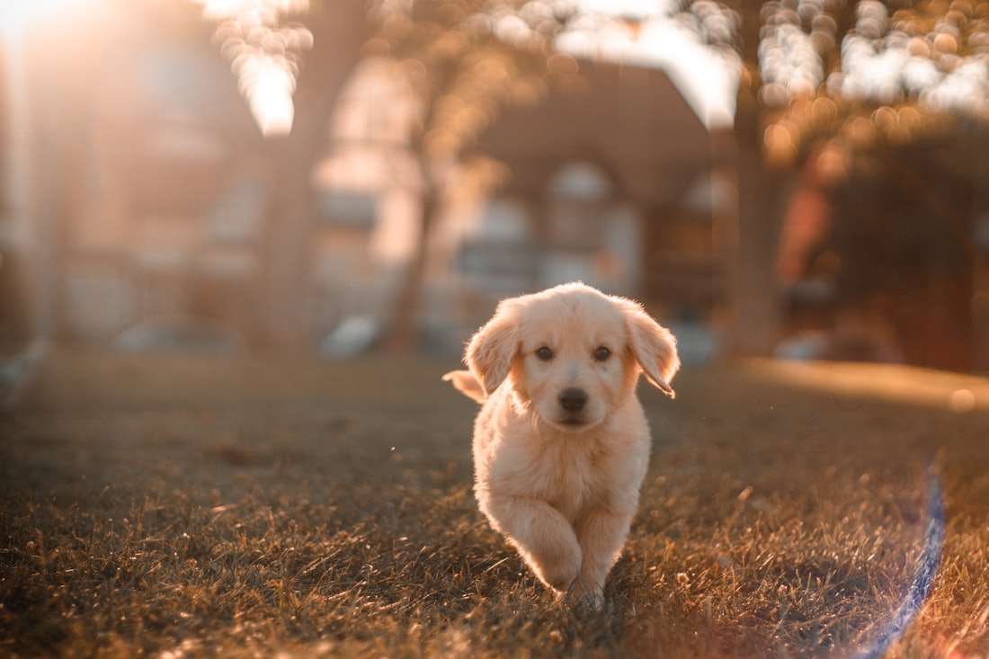 Cachorro de golden retriever corriendo sobre la hierba a contraluz
